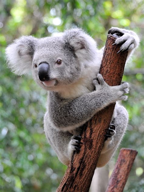 El Koala 2